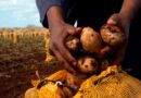 Pinar del Río: en marcha campaña de primavera