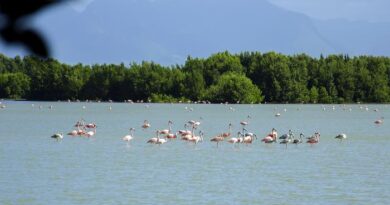 Cuba reafirma su compromiso con el enfrentamiento al cambio climático