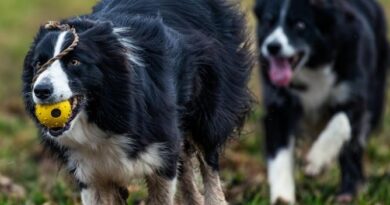 Las 4 curiosidades sobre el perro más inteligente del mundo: su origen se remonta al Imperio Romano