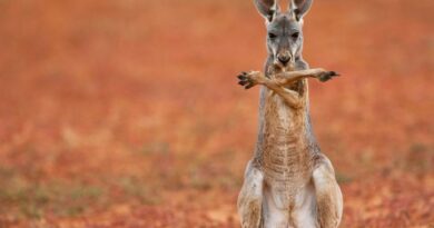 El curioso caso de los canguros zurdos: una rareza que intriga a la ciencia