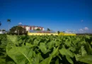 San Juan y Martínez asume mayor compromiso de siembra de tabaco en Cuba