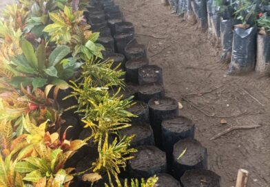 Sandino transforma la realidad de su vivero comunal