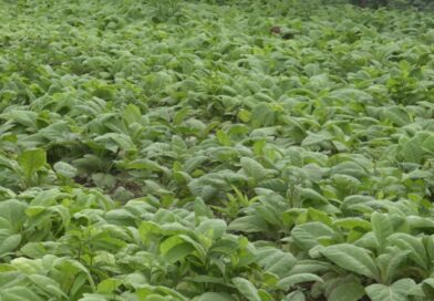 Productores de la CCS Virginio Izquierdo en Las Martinas apuestan por una contienda mejor cada año.