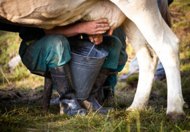 Carencia de combustible afecta entrega de leche a la industria