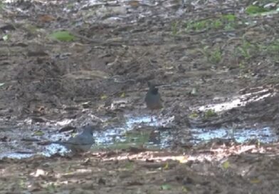 Desarrollan en Guanahacabibes el décimo tercer festival de aves migratorias.